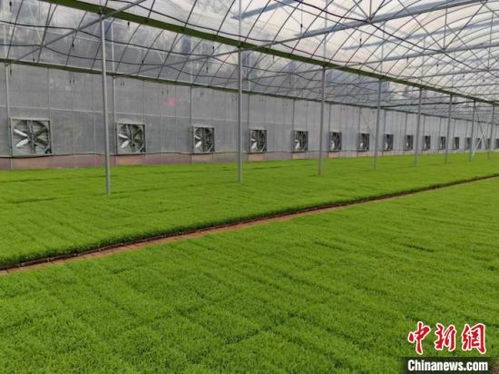 湖南祁陽 早稻播種面積38萬畝，機械插播助力農民增收